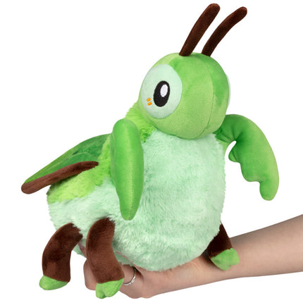 Mini Praying Mantis Main Image